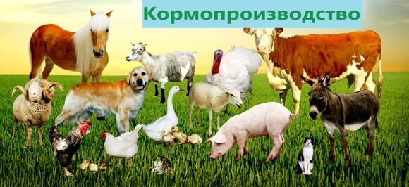 Кормопроизводство 2016